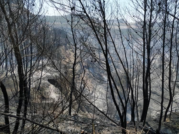 Σε ύφεση είναι οι δασικές πυρκαγιές που ξέσπασαν τις προηγούμενες τρεις ημέρες στην Ηλεία- Μικτό κλιμάκιο αναζητά τα αίτια εκδήλωσής τους
