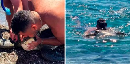 Συγκλονιστική διάσωση θαλάσσιας χελώνας στη Ρόδο - Δύτης την έβγαλε από τον πάτο της θάλλασας στη στεριά και της έκανε τεχνητή αναπνοή