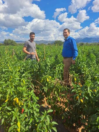 ΠΔΕ- Θ. Βασιλόπουλος: Επιβεβλημένη η προστασία της καλλιέργειας πράσινης πιπεριάς στις Περιφερειακές Ενότητες Αχαΐας - Ηλείας